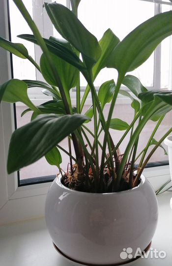 Дримиопсис