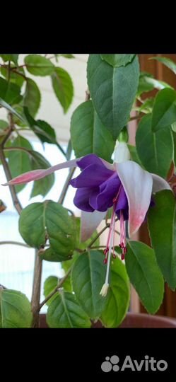 Фуксия,укорененные черенки