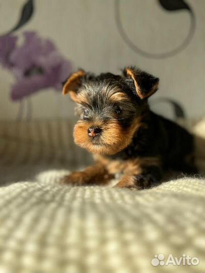 Йоркширский терьер мини щенки