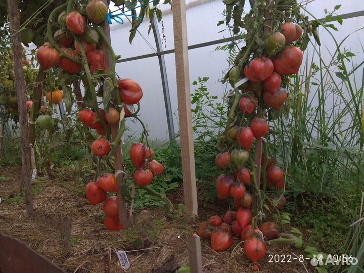 Семена томатов