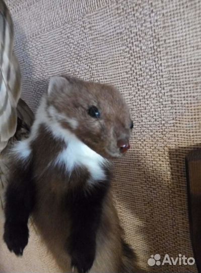 Чучело куницы