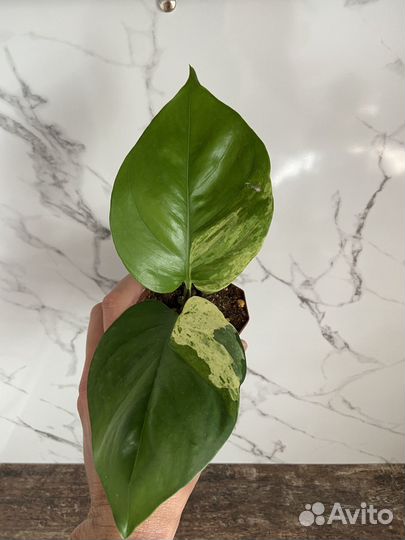 Эпипремнум хэппи лиф