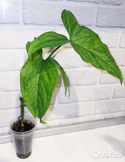 Редкие и экзотические растения 4