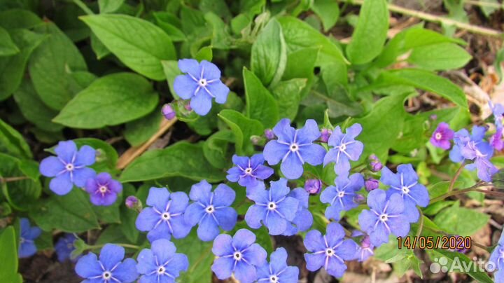 Омфалодес весенний