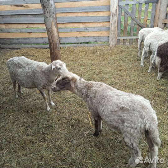 Овцы бараны