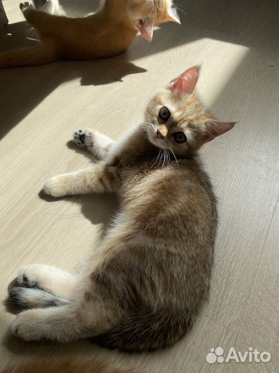 Британские котята золотая шиншилла