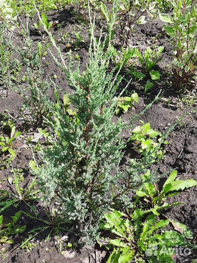 Можжевельник скальный Блю эрроу