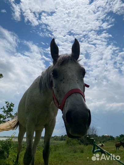 Конные прогулки краснодар