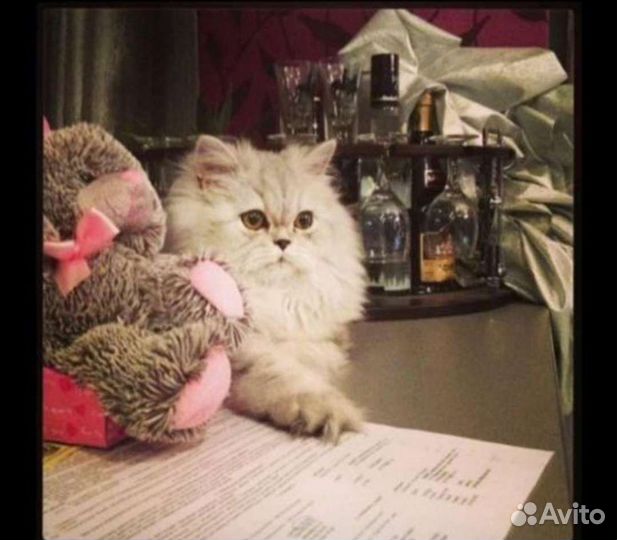 Кошка