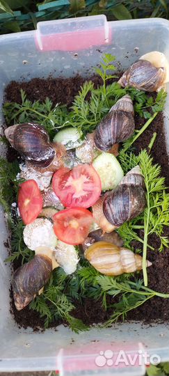 Отдам в добрые руки