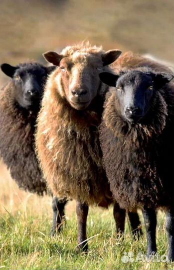 Овцы бараны