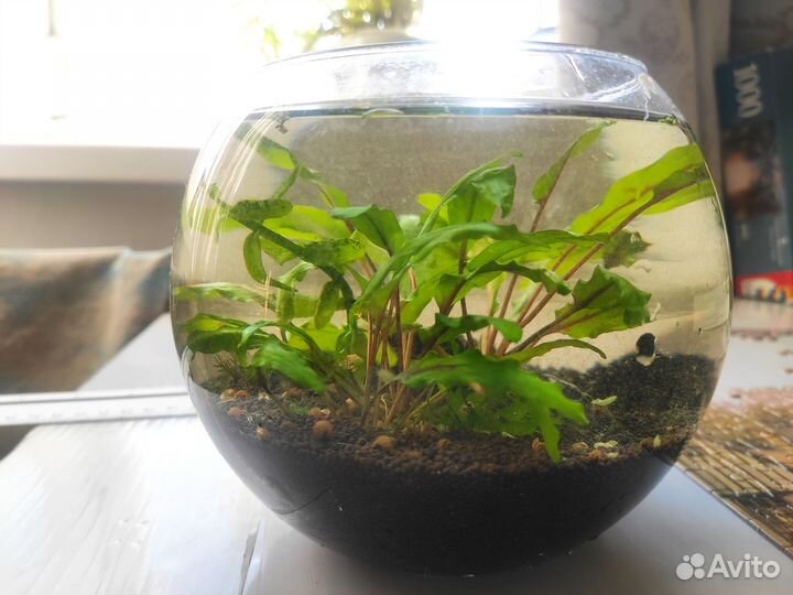 Аквариумные растения и креветки черри