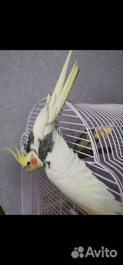 Попугай корелла пара