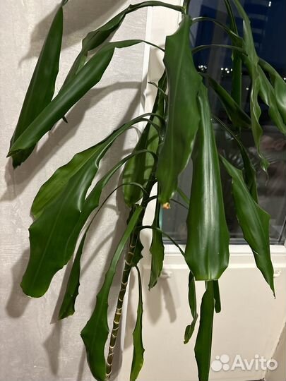 Пальма драцена