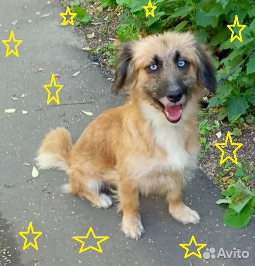 Небольшая собачка Ника