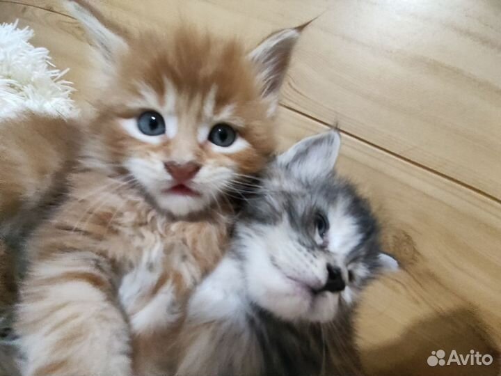 Котята мейн-кун