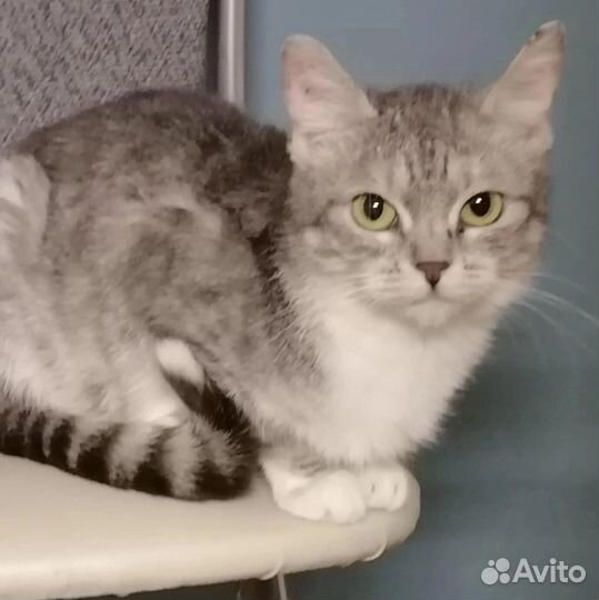 Кошечка Тася