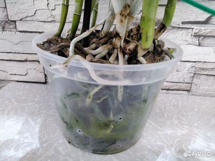 Орхидея каттлея