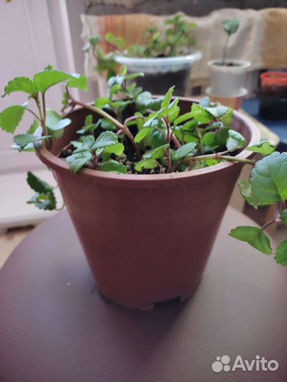 Комнатные цветы