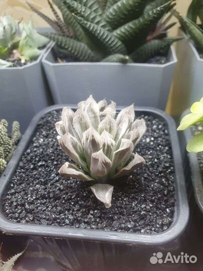 Суккуленты разные