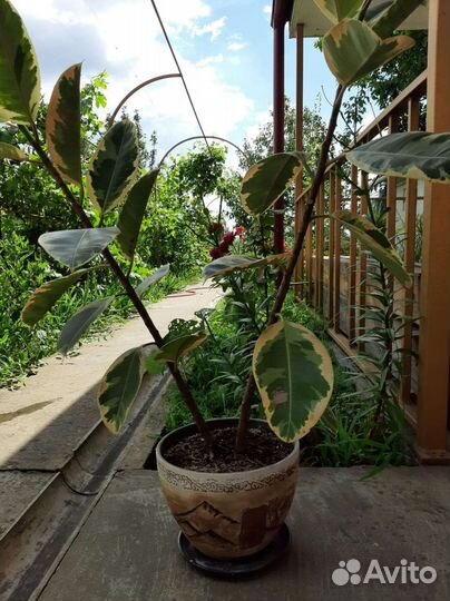 Фикус каучуконосный эластика тинеки