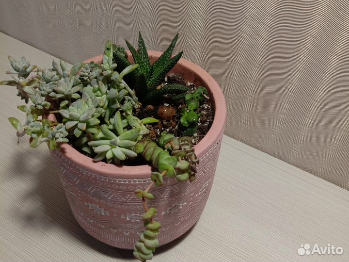 Суккуленты в керамике