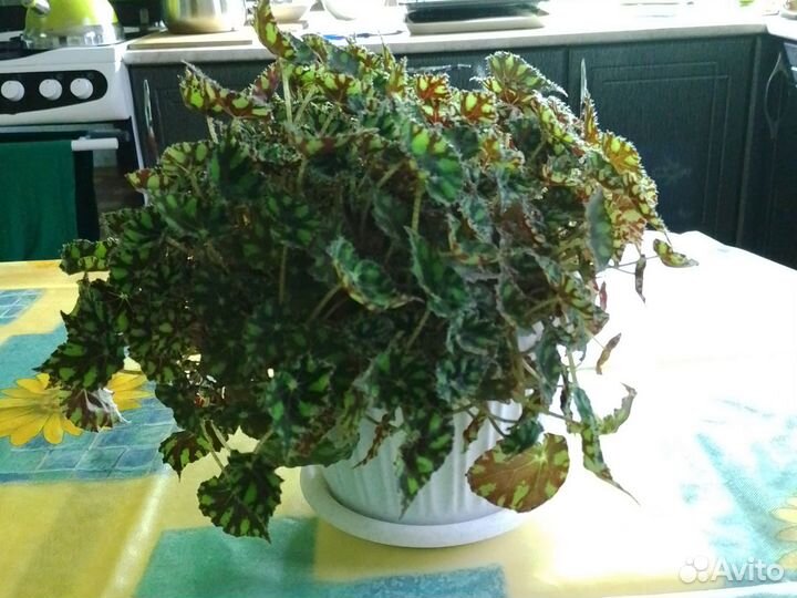 Бегонии сортовые