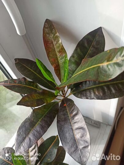 Кротоны сортовые