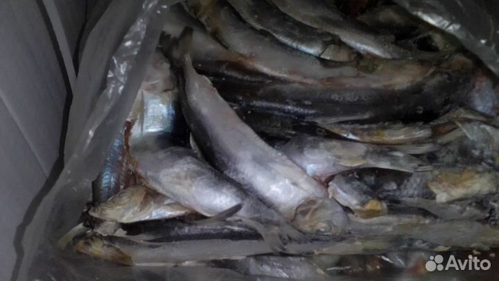 Рыба для собак, кошек, животных