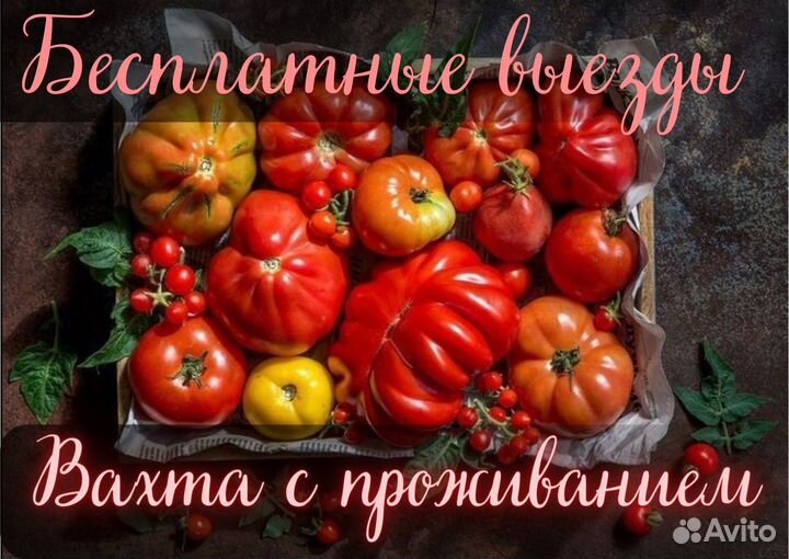 Вахта Теплица. Проживание и проезд. Сборщик