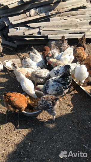 Куры и петушки Брама