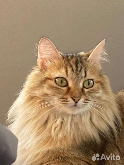 Сибирская кошка бесплатно