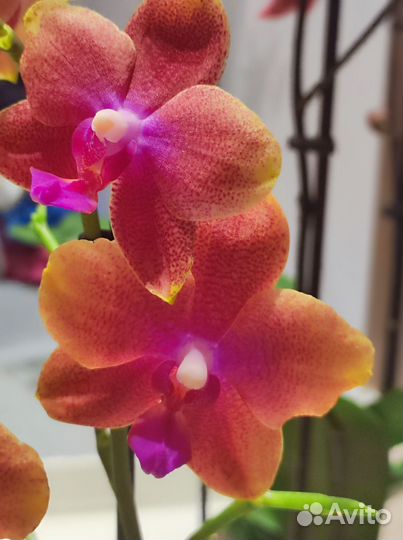 Орхидея фаленопсис Бронзовый будда