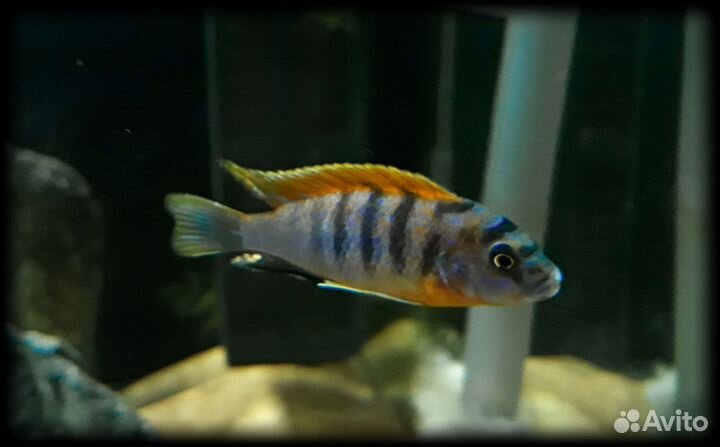 Рыбки.цихлиды 100-200