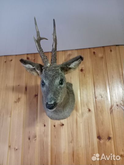 Чучело касули