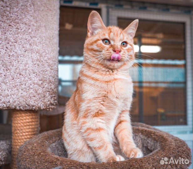 Рыжие котята и котики из приюта