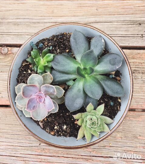 Суккуленты набор
