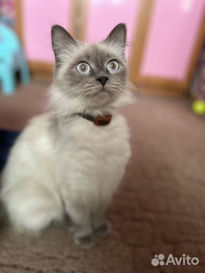 Кошка