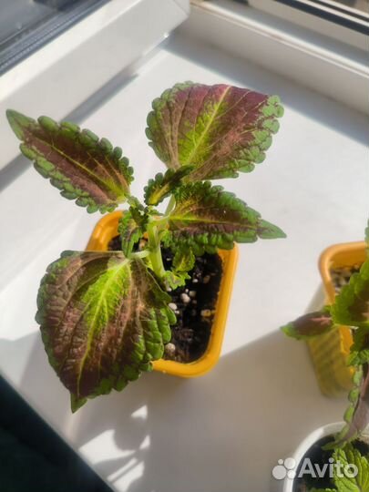 Черенки колеуса