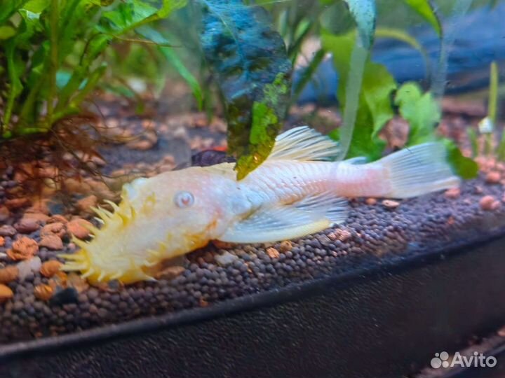 Сомики анцитрусы