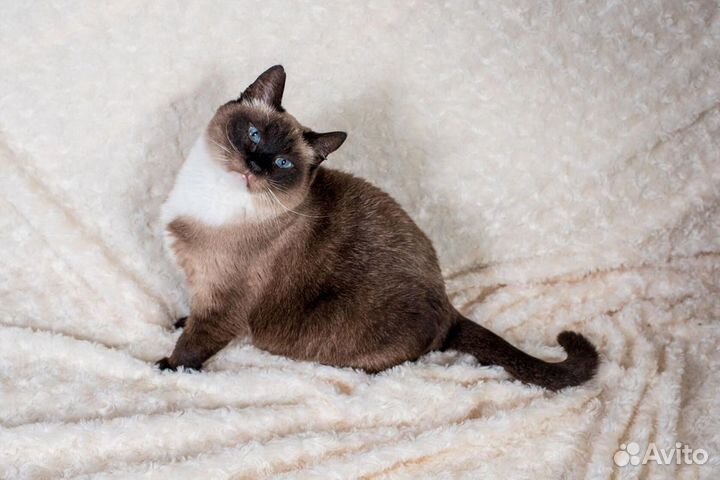 Тайская голубоглазая весёлая кошка - в дар