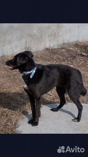 Маленькая собака в добрые руки