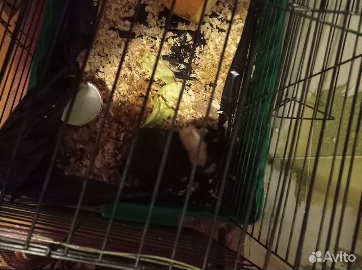 Морская свинка с клеткой