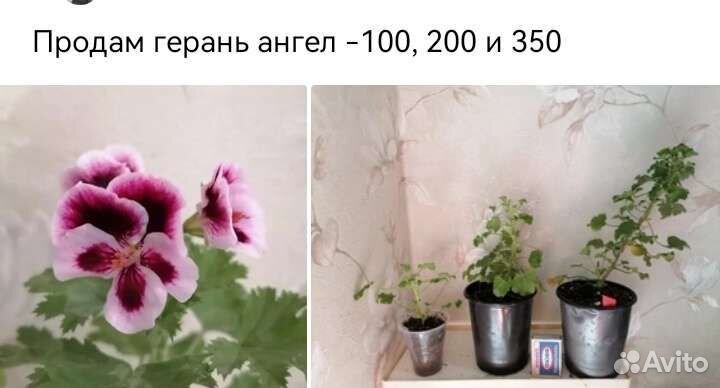 Герани, кампанула жених, эсхинантусы