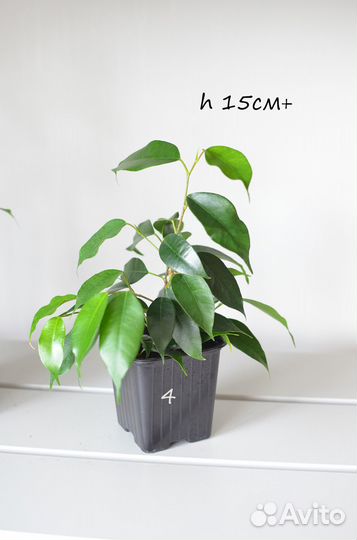 Фикус Бенджамина Даниель