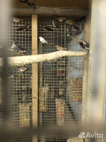 Амадины (Рисовые, зебровые, японские)