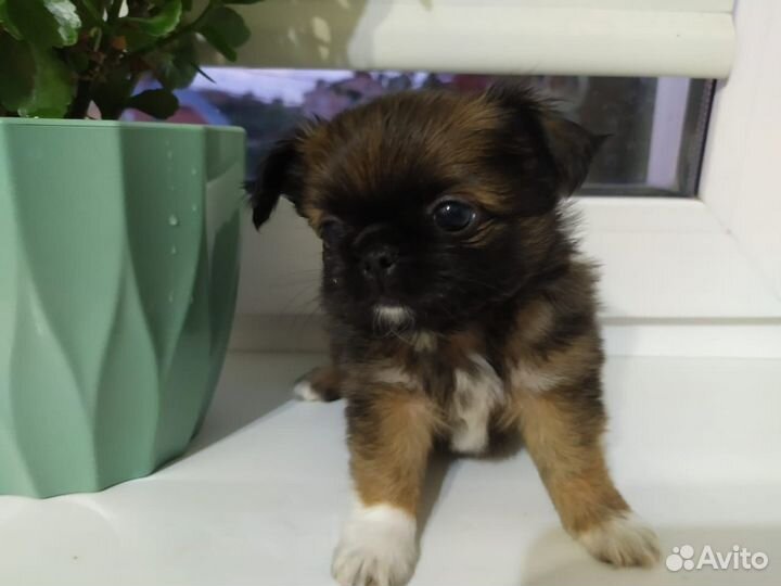 Щенки чихуахуа