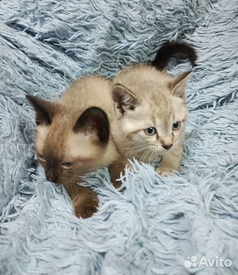 Сиамские котята
