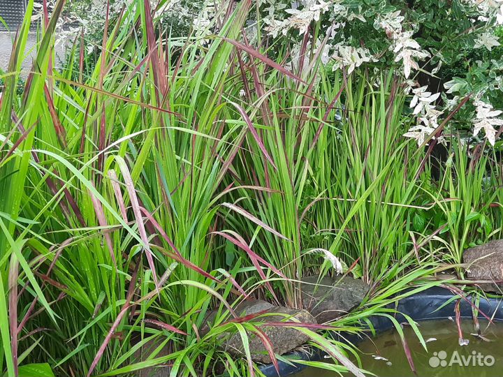 Растения для сада