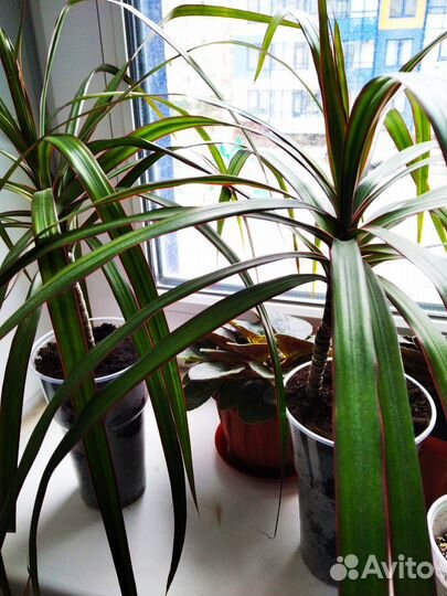 Пальма драцена